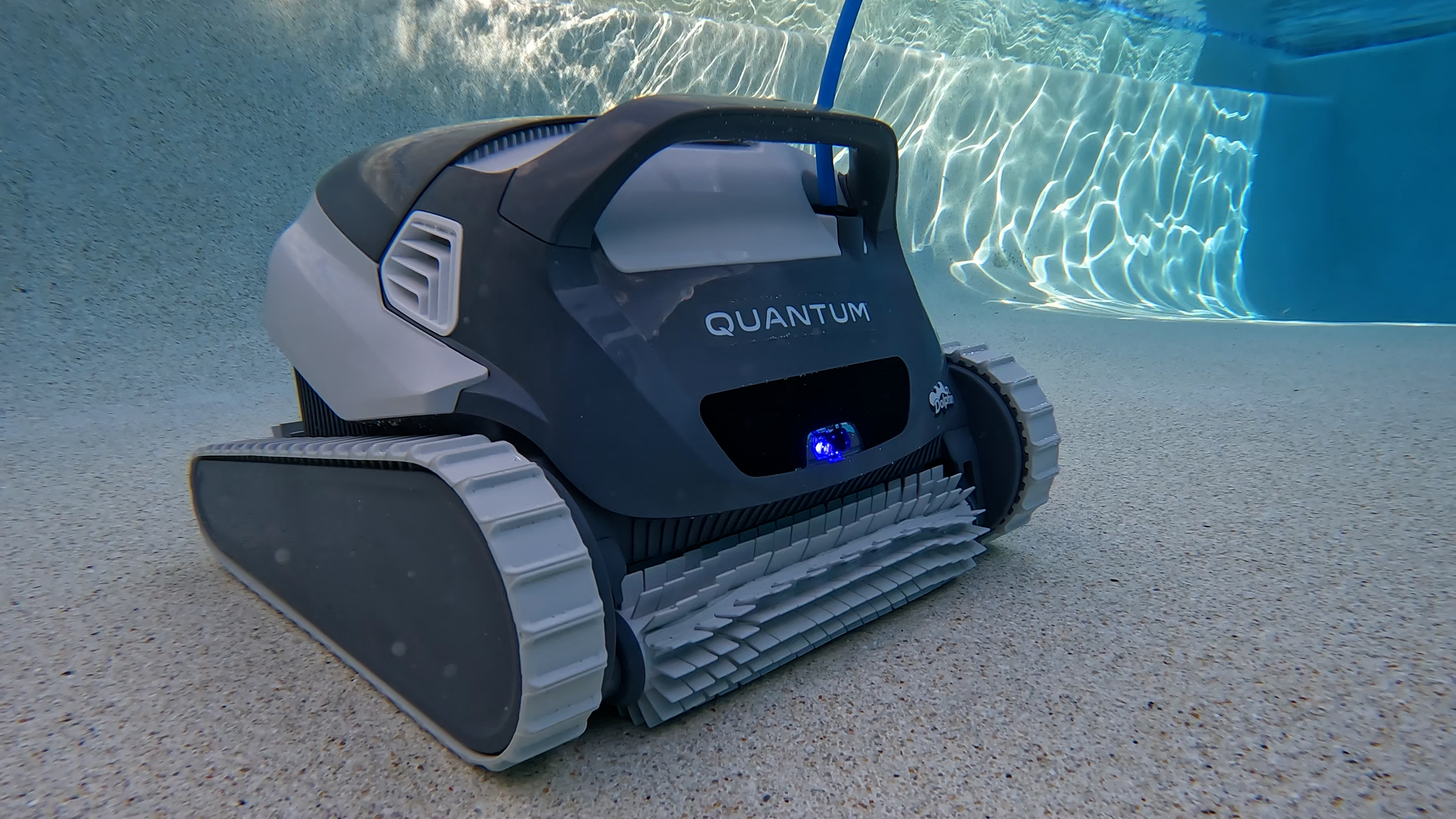 Dolphin Quantum Cleaning