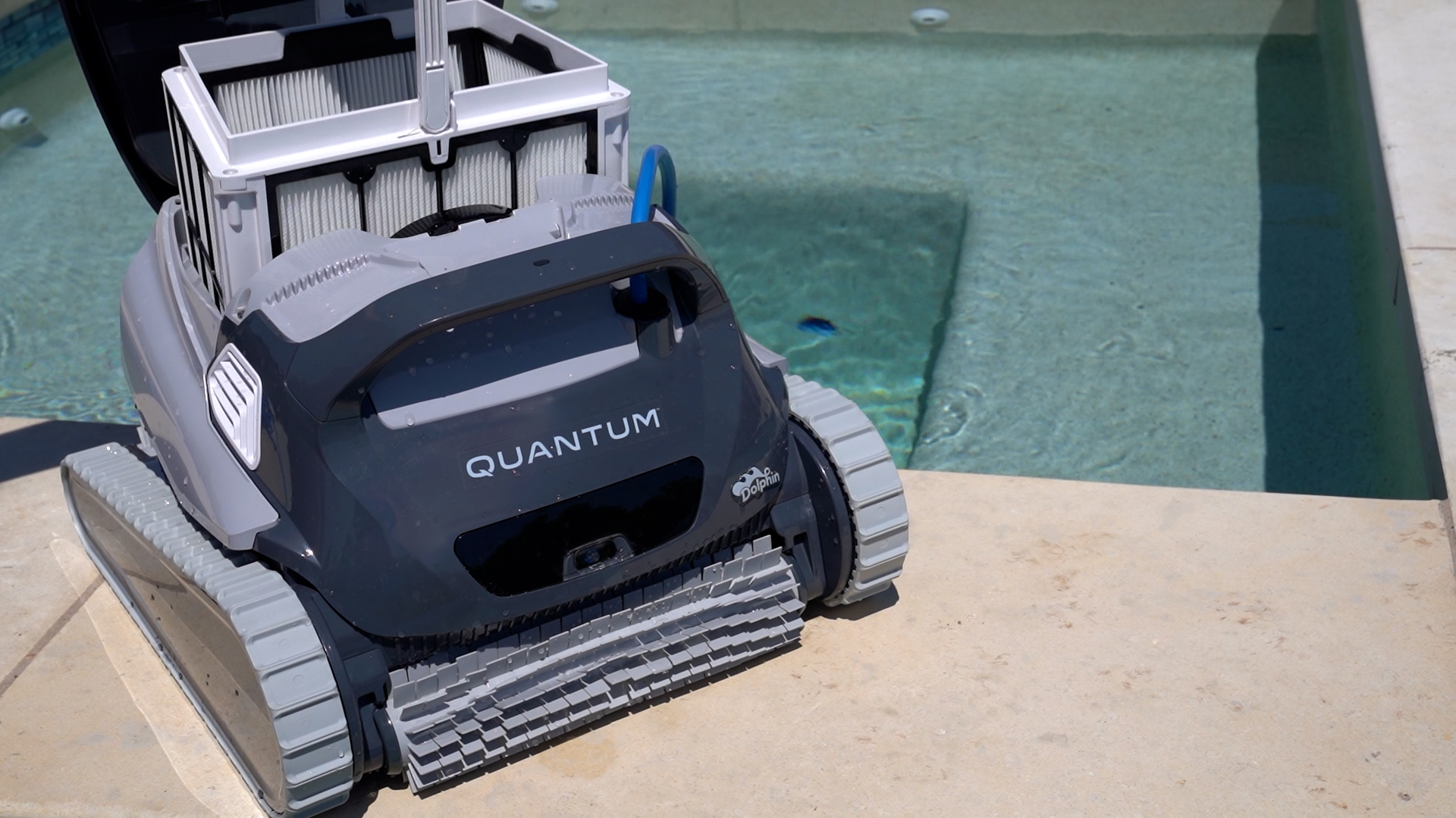 Dolphin Quantum Cleaning