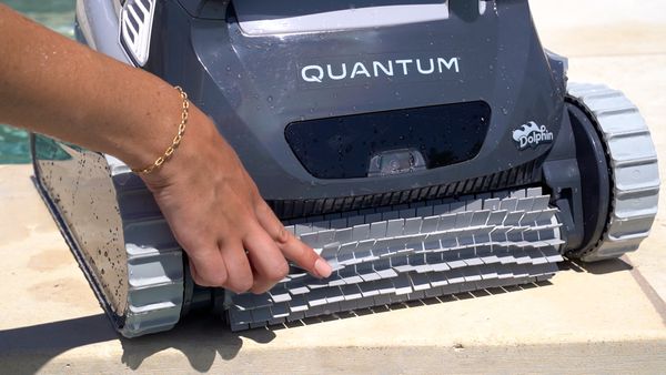 Touching the Dolphin Quantum's brush